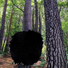 소나무숯가루 500g