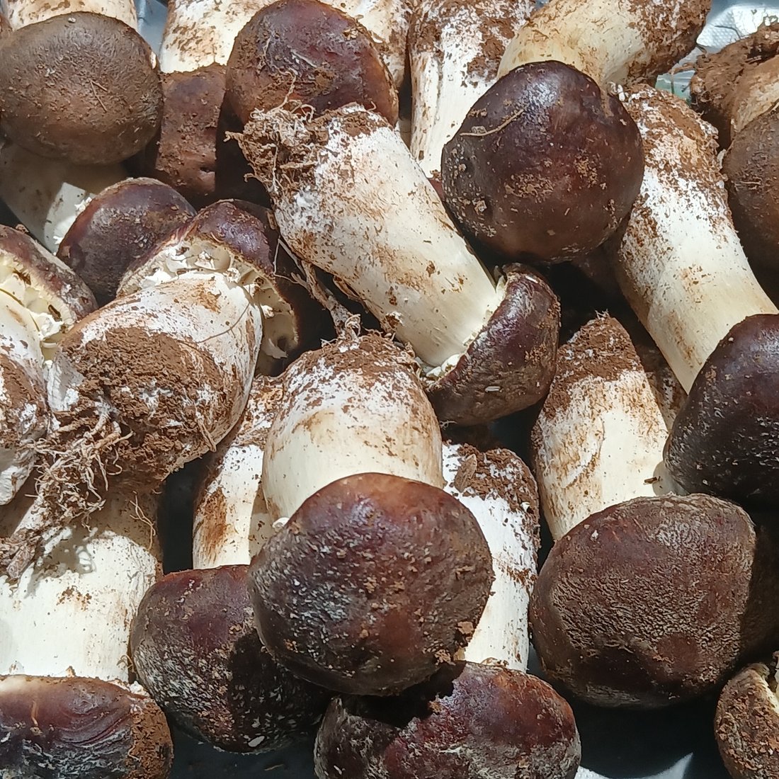 송이버섯