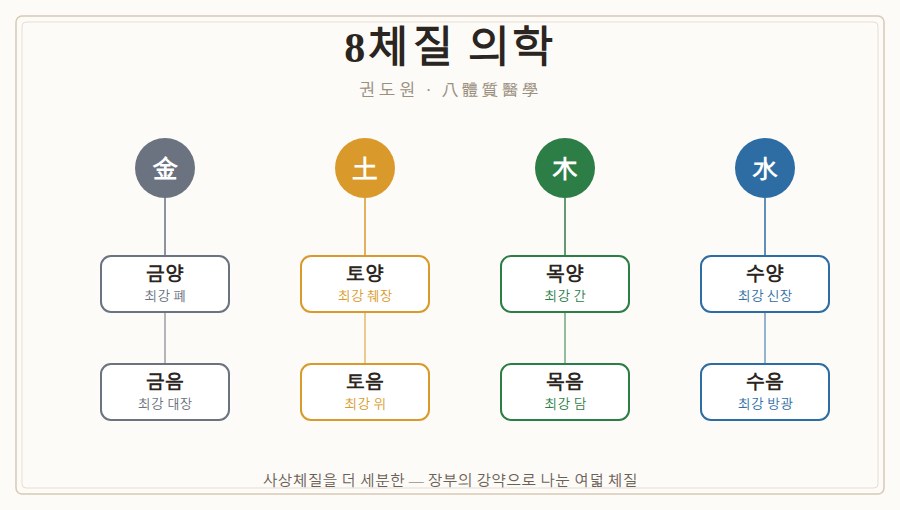 8체질 도식 — 금토목수 네 계열 × 양음