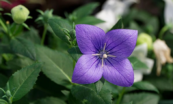 도라지 밭의 풍경