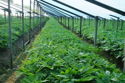 현대 인삼 농장