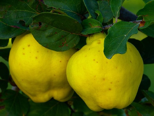 모과 가공품 진열